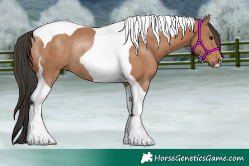 Horse Color:Bay Tobiano Rabicano 