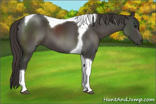 Horse Color:Smoky Black Tobiano