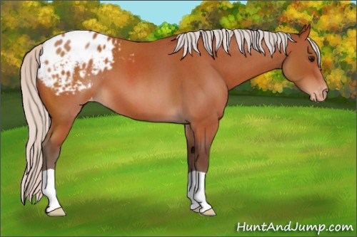 Horse Color:Silver Bay Roan Appaloosa 
