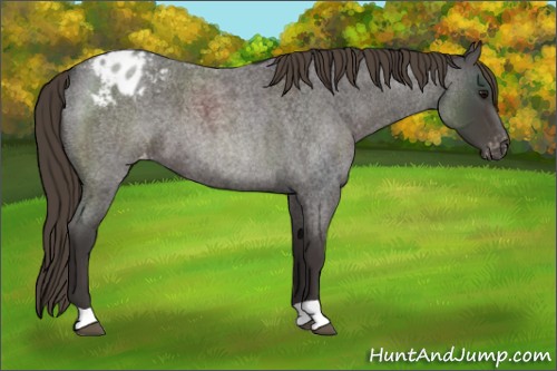 Horse Color:Smoky Blue Roan Appaloosa 