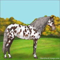 Horse Color:Silver Brown Appaloosa 