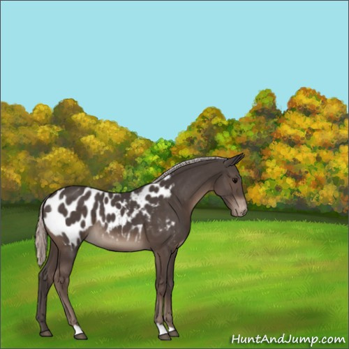 Horse Color:Silver Black Appaloosa 
