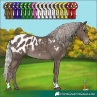 Horse Color:Silver Black Appaloosa 