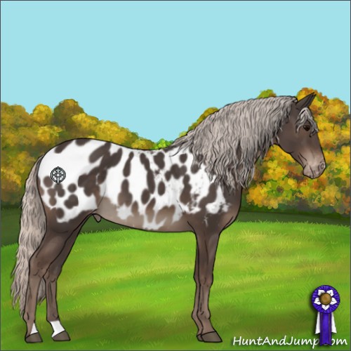 Horse Color:Silver Black Appaloosa 