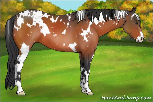Horse Color:White Spotted Brown Sabino 
