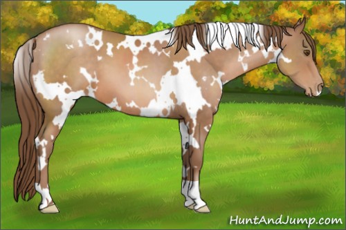 Horse Color:White Spotted Brown Pearl