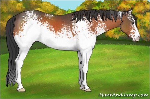 Horse Color:White Spotted Brown 