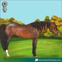 Horse Color:Brown 