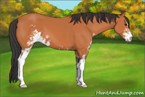 Horse Color:Bay Sabino 