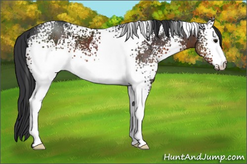 Horse Color:White Spotted Brown 