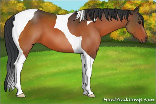 Horse Color:Brown Tobiano