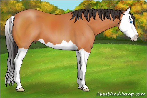 Horse Color:Bay Splash