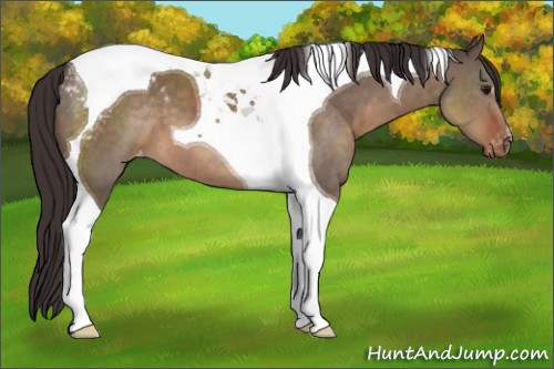 Horse Color:Brown Dun Tobiano Appaloosa 