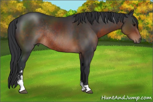 Horse Color:Brown Sabino Rabicano