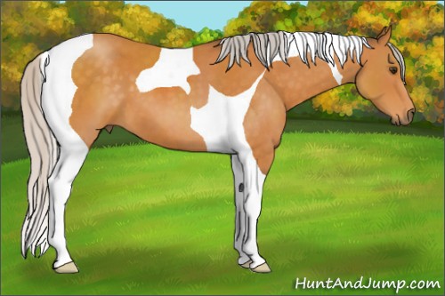 Horse Color:Silver Buckskin Tobiano 