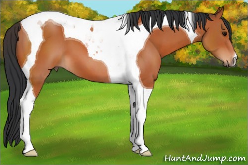 Horse Color:Bay Tobiano 