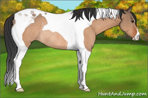 Horse Color:Brown Dun Tobiano Rabicano 