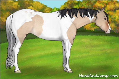 Horse Color:Brown Dun Tobiano Rabicano