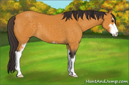 Horse Color:Buckskin Sabino 