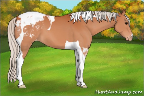 Horse Color:Silver Bay Tobiano Appaloosa 