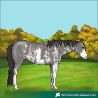 Horse Color:Smoky Black Sabino