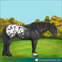 Horse Color:Black Appaloosa 