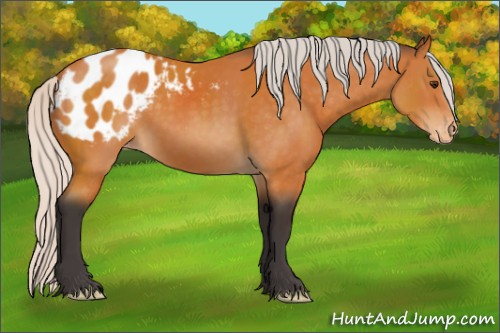 Horse Color:Silver Buckskin Appaloosa 