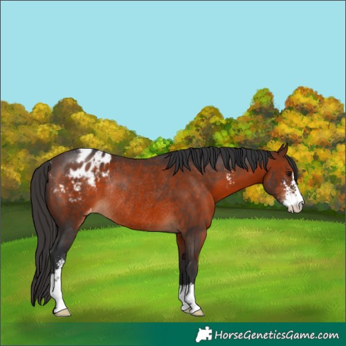 Horse Color:Brown Sabino Appaloosa Rabicano 