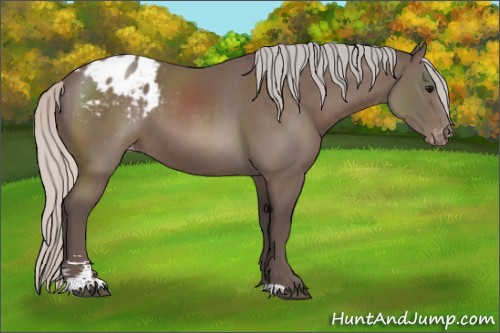 Horse Color:Silver Black Sabino Appaloosa 
