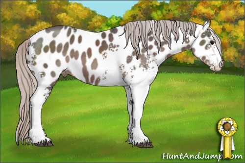 Horse Color:White Spotted Silver Black Appaloosa 