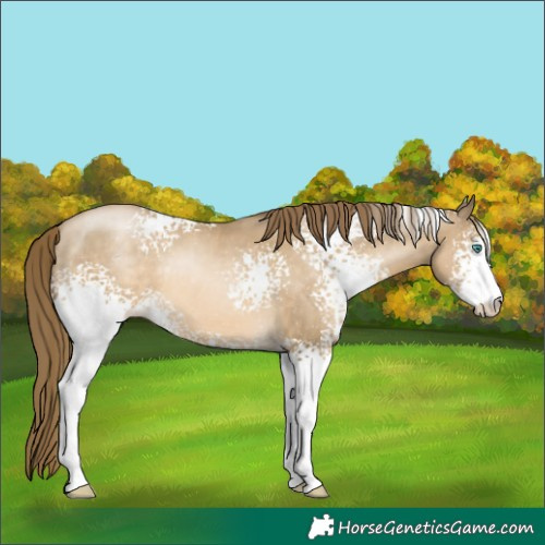 Horse Color:White Spotted Smoky Black Pearl Sabino 