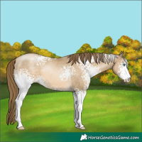 Horse Color:White Spotted Smoky Black Pearl Sabino 