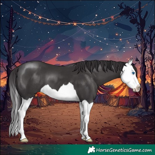 Horse Color:Smoky Black Splash 