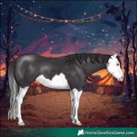 Horse Color:Smoky Black Splash
