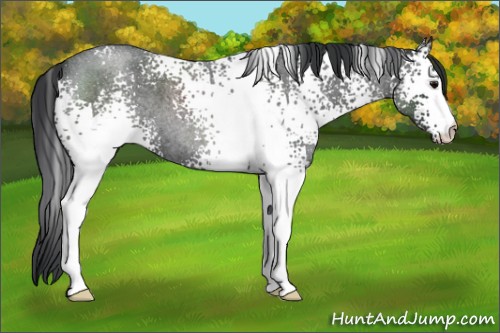 Horse Color:White Spotted Blue Roan 