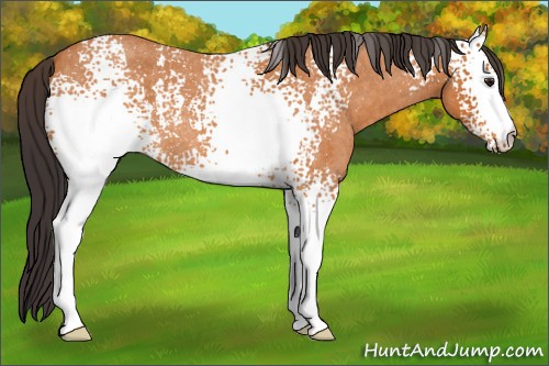 Horse Color:White Spotted Buckskin Roan 