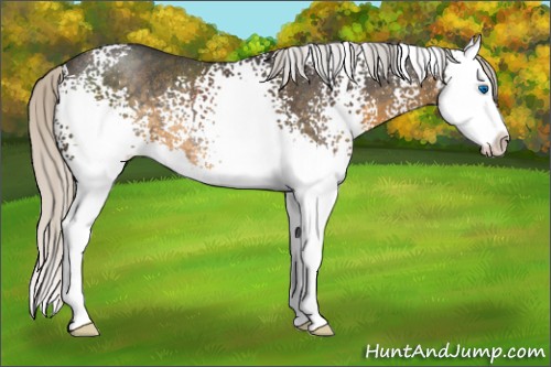 Horse Color:White Spotted Silver Smoky Blue Roan Splash Rabicano 