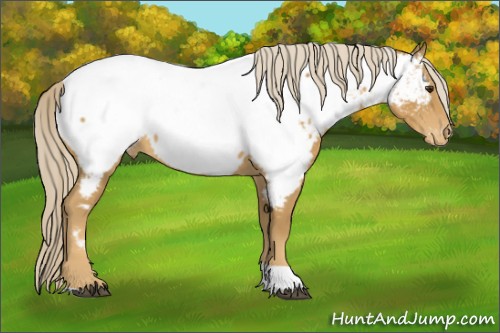 Horse Color:Palomino Tobiano Appaloosa Rabicano 