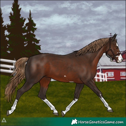 Horse Color:Liver Chestnut 