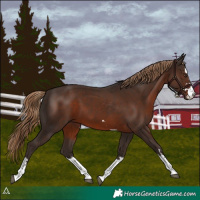 Horse Color:Liver Chestnut 