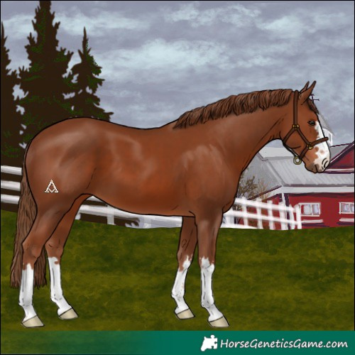 Horse Color:Chestnut 