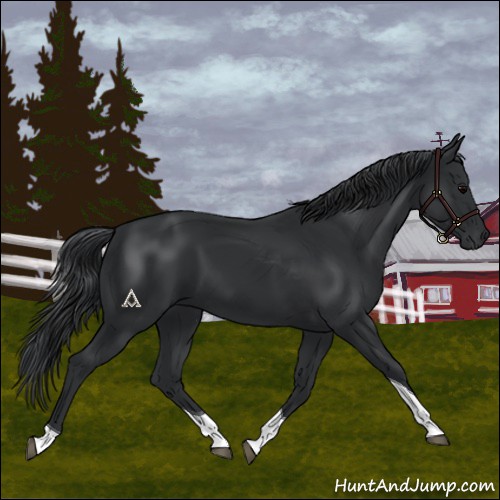 Horse Color:Black Tobiano