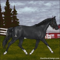 Horse Color:Black Tobiano 