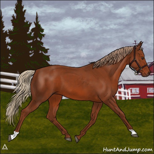 Horse Color:Chestnut 