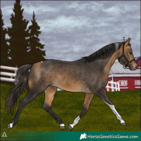Horse Color:Buckskin Tobiano 