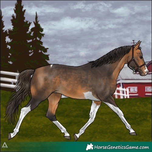 Horse Color:Buckskin Tobiano