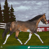 Horse Color:Buckskin Tobiano