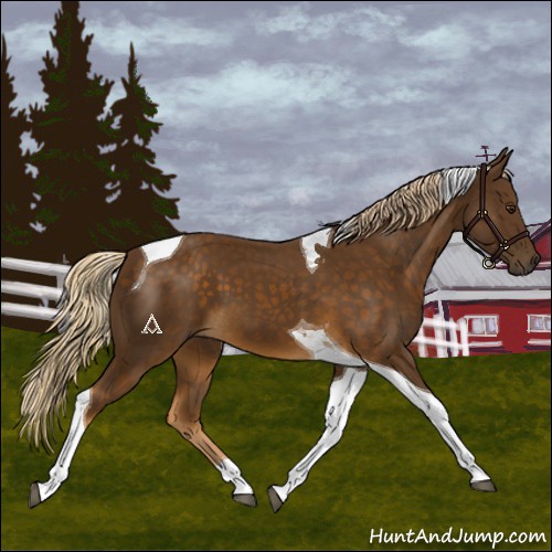 Horse Color:Chocolate Palomino Tobiano