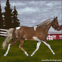 Horse Color:Chocolate Palomino Tobiano 