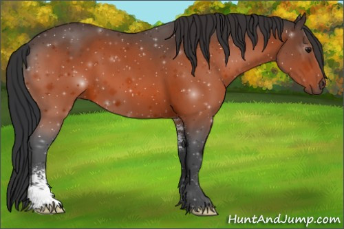 Horse Color:Bay Sabino 
